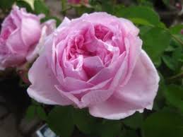 Damaszenerrose Rosa Samen Duftrose
