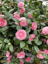 Kamelien Samen Rosa Camellia fuer Garten