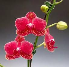 Rot Schmetterlingsorchidee Orchidee Blumensamen zur Aussaat – Traditionssorte ohne Gentechnik biologisch Garten Samen Keimung