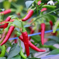 Chili Samen Sawia Fe Grande