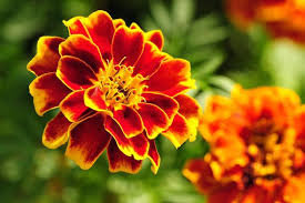 Rot Gelb Mittagsgold Blumensamen zur Aussaat kompakt Wuchs Traditionssorte & ohne Gentechnik Samen Hausgarten
