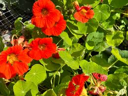 Kastanienrot Kapuzinerkresse Blumensamen farbenfroh Schau Traditionssorte & ohne Gentechnik Samen Hausgarten