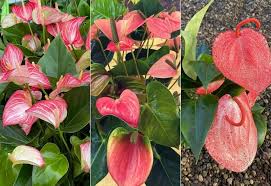 mehrfarbige Flamingoblume Blumensamen zur Aussaat – Schnitt Blume beliebt – Traditionssorte & ohne Gentechnik Samen Hausgarten