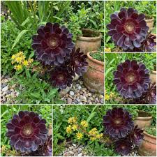 Schwarz Atropureum Blumensamen zur Aussaat – Landhaus Garten wichtig – Traditionssorte & ohne Gentechnik Samen Hausgarten