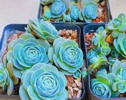 Blau Succulent Blumensamen zur Aussaat Wildblume Mischung Traditionssorte & ohne Gentechnik Samen Hausgarten