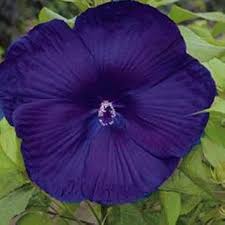 dunkel Blau Hibiskus Blumensamen zur Aussaat ideal Rabatten Traditionssorte & ohne Gentechnik Samen Hausgarten