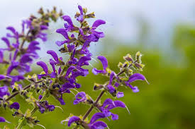 Violett Salvia Meadow Sage Blumensamen zur Aussaat – Landhaus Garten wichtig – Traditionssorte & ohne Gentechnik Samen Hausgarten