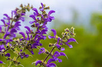 Violett Salvia Meadow Sage Blumensamen zur Aussaat – Landhaus Garten wichtig – Traditionssorte & ohne Gentechnik Samen Hausgarten