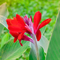 Canna Lilie Blumensamen zur Aussaat – Halbschatten verträglich – Traditionssorte & ohne Gentechnik Samen Hausgarten