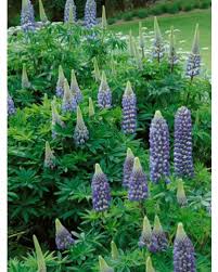 Lupine Popsicle Blau Samen leuchtend Lupine Blumen