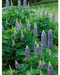 Lupine Popsicle Blau Samen leuchtend Lupine Blumen