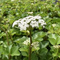 Scotch Lovage (Ligusticum scoticum) Blumensamen zur Aussaat – Wildblume Mischung – Traditionssorte & ohne Gentechnik Samen Hausgarten