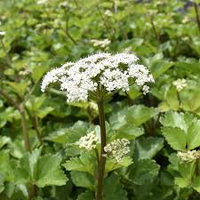 Scotch Lovage (Ligusticum scoticum) Blumensamen zur Aussaat – Wildblume Mischung – Traditionssorte & ohne Gentechnik Samen Hausgarten