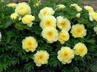Gelb Pfingstrose Blumensamen zur Aussaat