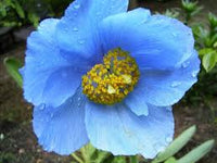 Meconopsis Blumensamen zur Aussaat – Schnitt Blume beliebt – Traditionssorte & ohne Gentechnik Samen Hausgarten