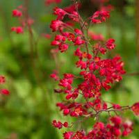 Kastanienrot Heuchera Blumensamen zur Aussaat – Traditionssorte ohne Gentechnik leuchtend Garten Blüten pflegeleicht