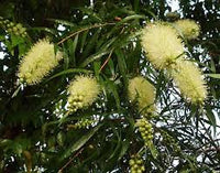 Weiß Callistemon Blumensamen zur Aussaat Drought verträglich Traditionssorte & ohne Gentechnik Samen Hausgarten