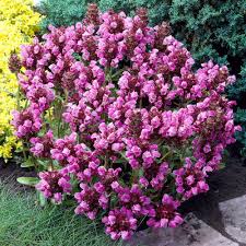 Grandiflora Rubra Blumensamen zur Aussaat – Halbschatten verträglich – Traditionssorte & ohne Gentechnik Samen Hausgarten