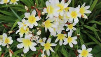 Weiß Gelb Sparaxis Blumensamen zur Aussaat – leuchtend Traditionssorte & ohne Gentechnik Samen Hausgarten