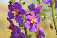 Lila Mullein Blumensamen zur Aussaat – Bestäuber freundlich – Traditionssorte & ohne Gentechnik Samen Hausgarten