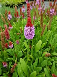 Rot Lila Primel Vialii Blumensamen zur Aussaat – leuchtend – Traditionssorte & ohne Gentechnik Samen Hausgarten