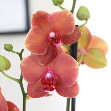 Orange Weiß Schmetterlingsorchidee Orchidee Blumensamen 50 pcs Blumensamen zur Aussaat robust Sorte Traditionssorte & ohne Gentechnik Samen Hausgarten