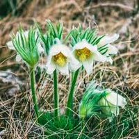 Mixed anemone pulsatilla samen for anpflanzung blume