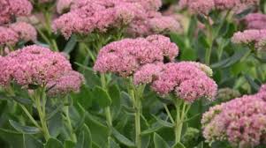 Rosa Sedum Telephium Blumensamen zur Aussaat – Wildblume Mischung – Traditionssorte & ohne Gentechnik Samen Hausgarten