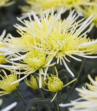 Japan Spider Chrysantheme Blumensamen zur Aussaat – Garten beliebt – Traditionssorte & ohne Gentechnik Samen Haus Garde
