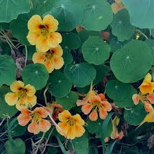 hell Gelb Kapuzinerkresse Blumensamen zur Aussaat – saisonal Dauerblüher – Traditionssorte & ohne Gentechnik Samen Hausgarten