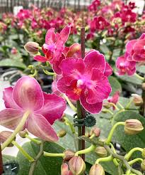 Rot Orchidee Blumensamen zur Aussaat saisonal Dauerblüher Traditionssorte & ohne Gentechnik Samen Hausgarten