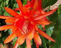 Orange Epiphyllum Blumensamen zur Aussaat ideal Rabatten Traditionssorte & ohne Gentechnik Samen Hausgarten