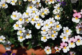 Weiß Nemesia Strumosa Blumensamen zur Aussaat – kompakt Wuchs – Traditionssorte & ohne Gentechnik Samen Hausgarten
