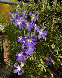 Blau Kapuzinerkresse Blumensamen Garten pflegeleicht Traditionssorte & ohne Gentechnik Samen Hausgarten