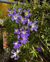 Blau Kapuzinerkresse Blumensamen Garten pflegeleicht Traditionssorte & ohne Gentechnik Samen Hausgarten