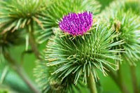 Rosa Arctium Lappa Blumensamen zur Aussaat – pflegeleicht – Traditionssorte & ohne Gentechnik Samen Hausgarten