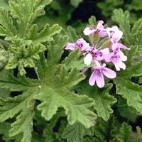Grün Pelargonium Blumensamen zur Aussaat Anzucht Traditionssorte & ohne Gentechnik Samen Hausgarten