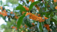 Osmanthus Orange Blumensamen zur Aussaat – Drought verträglich – Traditionssorte & ohne Gentechnik Samen Hausgarten
