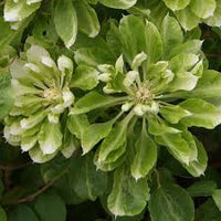 Grün Waldrebe Blumensamen Garten farbenfroh Schau Traditionssorte & ohne Gentechnik Samen Hausgarten
