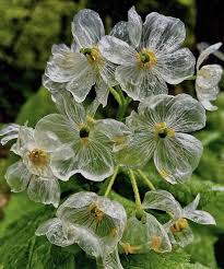 Transparent Skeleton Blumensamen zur Aussaat – Anzucht – Traditionssorte & ohne Gentechnik Samen Hausgarten