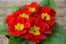 Rot Schlüsselblume Blumensamen sonnenliebend Traditionssorte & ohne Gentechnik Samen Hausgarten