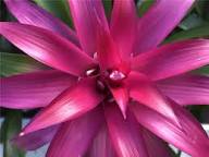 Rosa Bromeliad Tillandsia Bulbosa Blumensamen zur Aussaat – saisonal Dauerblüher – Traditionssorte & ohne Gentechnik Samen Hausgarten