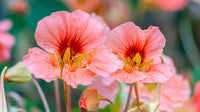 zart Rosa Kapuzinerkresse Blumensamen zur Aussaat Halbschatten verträglich Traditionssorte & ohne Gentechnik Samen Hausgarten