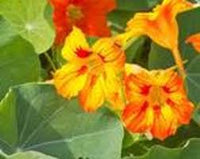 Kapuzinerkresse Blumensamen zur Aussaat hochwertige Qualitäts- Traditionssorte & ohne Gentechnik Samen Hausgarten