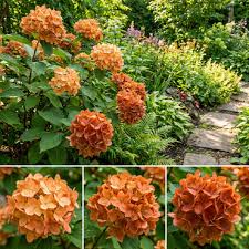 Braun Hortensie Blumensamen zur Aussaat – saisonal Dauerblüher – Traditionssorte & ohne Gentechnik Samen Hausgarten