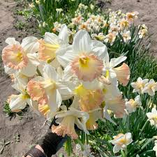 Creme Narzisse Blumensamen zur Aussaat Bestäuber freundlich Traditionssorte & ohne Gentechnik Samen Hausgarten