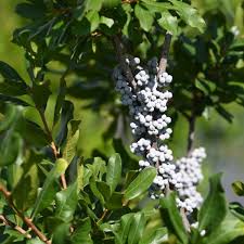 Grün Myrica Pennsylvanica Blumensamen zur Aussaat – Schnitt Blume beliebt – Traditionssorte & ohne Gentechnik Samen Hausgarten
