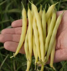 Gelb Bush Bean Samen for Your Garden