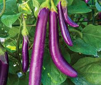 Violett Brinjal Gemüse Samen zum Pflanzen