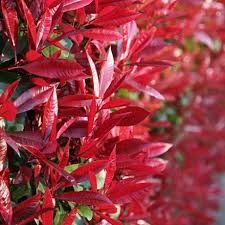 Photinia Blumensamen zur Aussaat – Bestäuber freundlich – Traditionssorte & ohne Gentechnik Samen Hausgarten